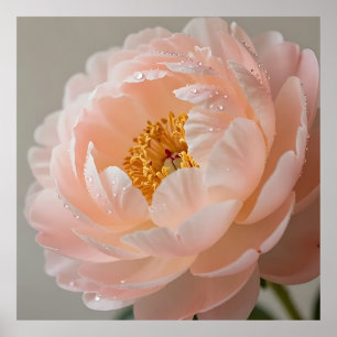 Weiche rosa Pfingstrose mit Tautropfen Poster