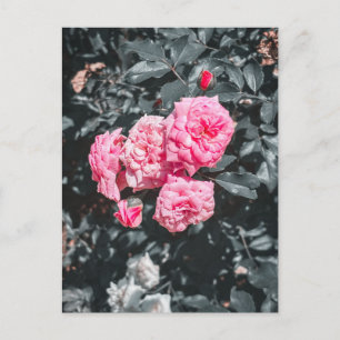 Weiche rosa Rosen in Blüte Postkarte