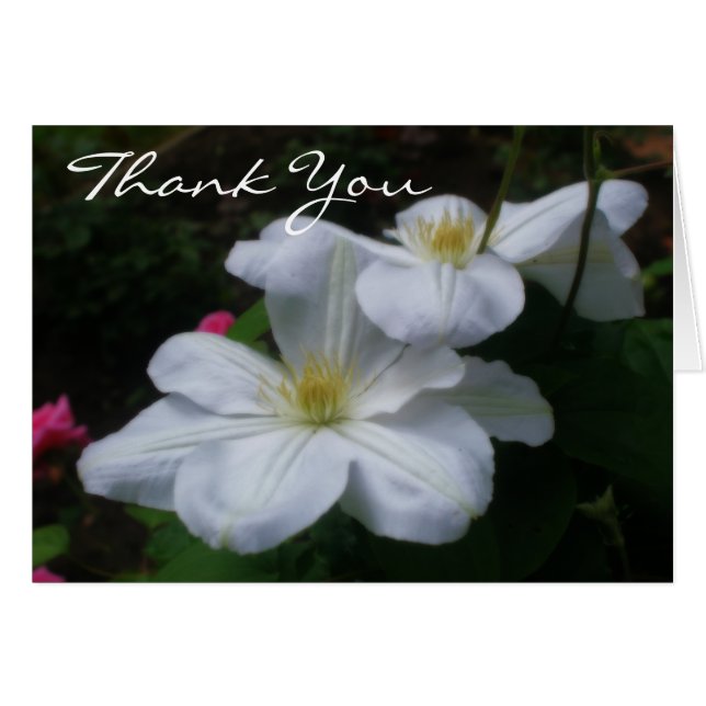 Weiche weiße Clematien florale Danke Karte (Vorderseite (Horizontal))