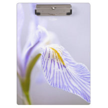 Weiche wilde Iris