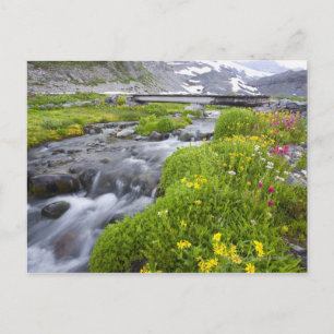 Weicher Fluss mit gelb-weiß-rosa Wildblumen Postkarte