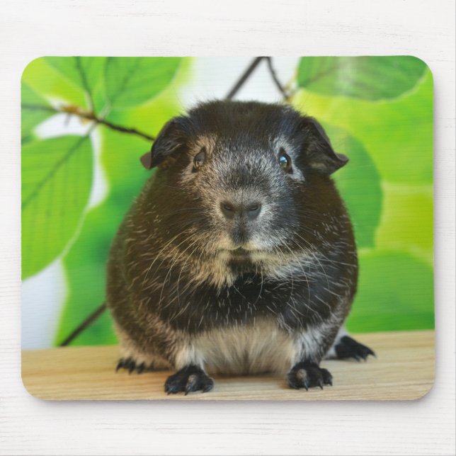 Weicher Silberfuchs Guinea Pig Mousepad (Vorne)