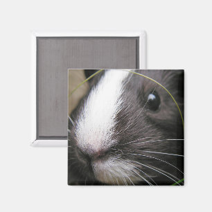 Weiches, Schwarz-Weiß-Guinea-Schweinefach dicht Magnet