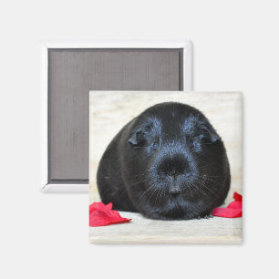 Weiches, Schwarzes Guinea Schweinefleisch und Rose Magnet