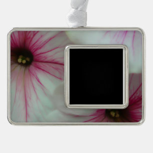 Weiches und delikates rosa Petunias Rahmen-Ornament Silber
