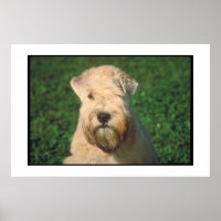 Weiches Wheaten Terrier Poster