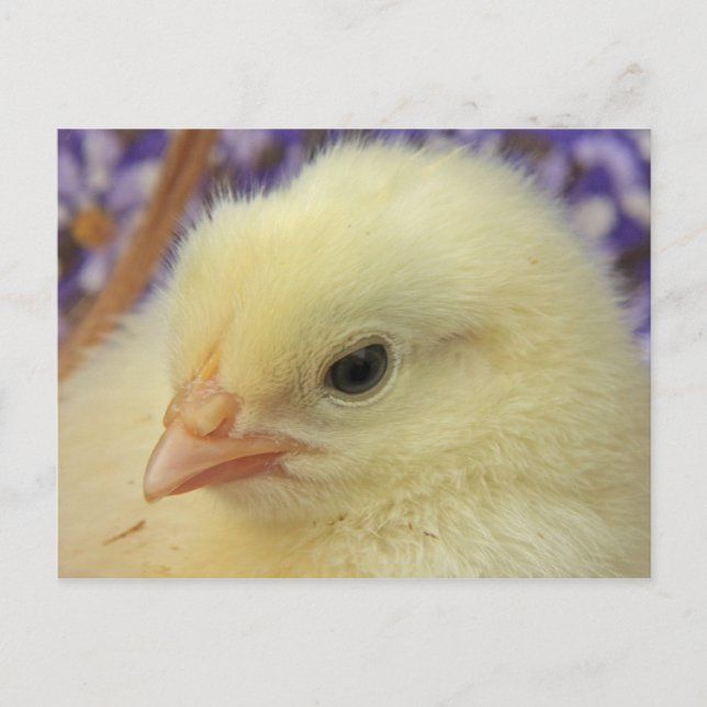 Weichheit Postkarte (Vorderseite)