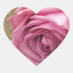 Weichrosa Rose Herz-Aufkleber