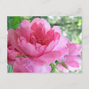Weichrosa Rose Postkarte