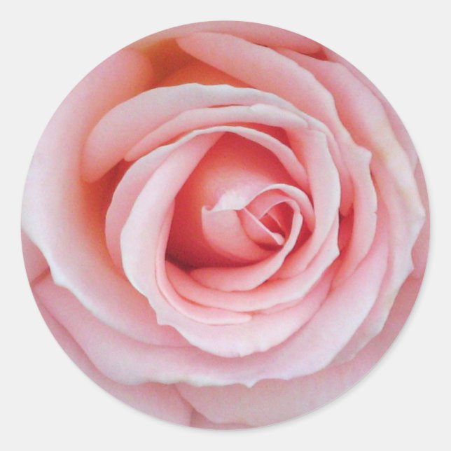 Weichrosa Rosenaufkleber Runder Aufkleber (Vorderseite)