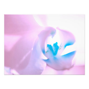 Weichrosa Tone Orchid Foto Erweiterung