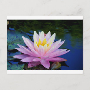 Weichrosa Wasserlilie Postkarte
