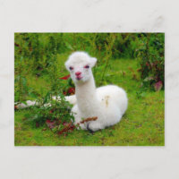 Weichtes Alpaca-Tier
