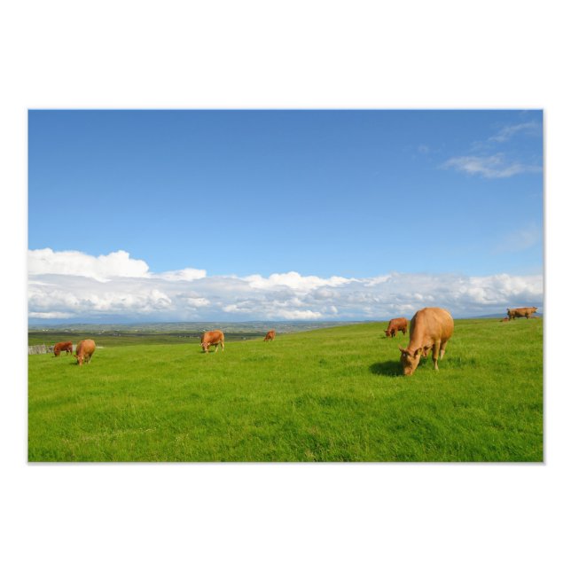 Weide auf einer Wiese in Irland Foto drucken (Vorne)