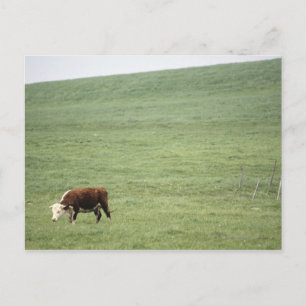 Weide auf Wiese, Nova Scotia, Kanada Postkarte
