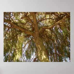 Weide-Baum Poster