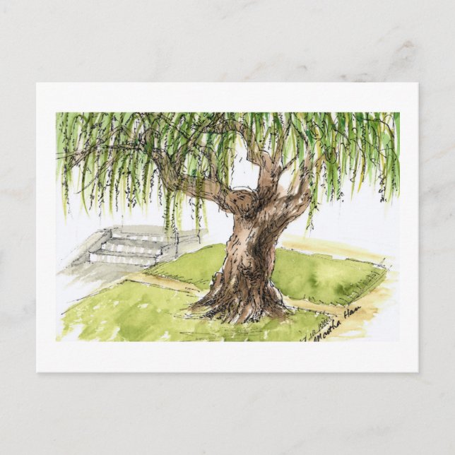 Weide-Baum-Postkarten Postkarte (Vorderseite)