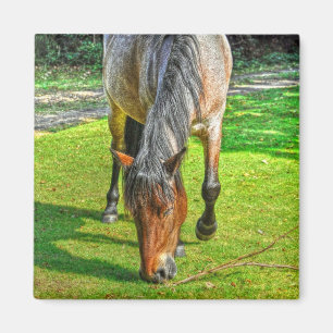 Weide New Forest Pony Wildlife Magnet