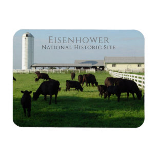 Weideanguskühe, Eisenhower Farm, Gettysburg Magnet