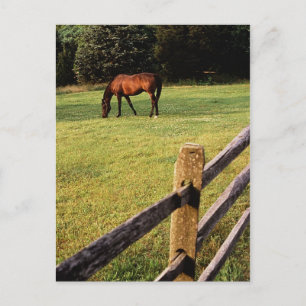 Weidebucht Postkarte