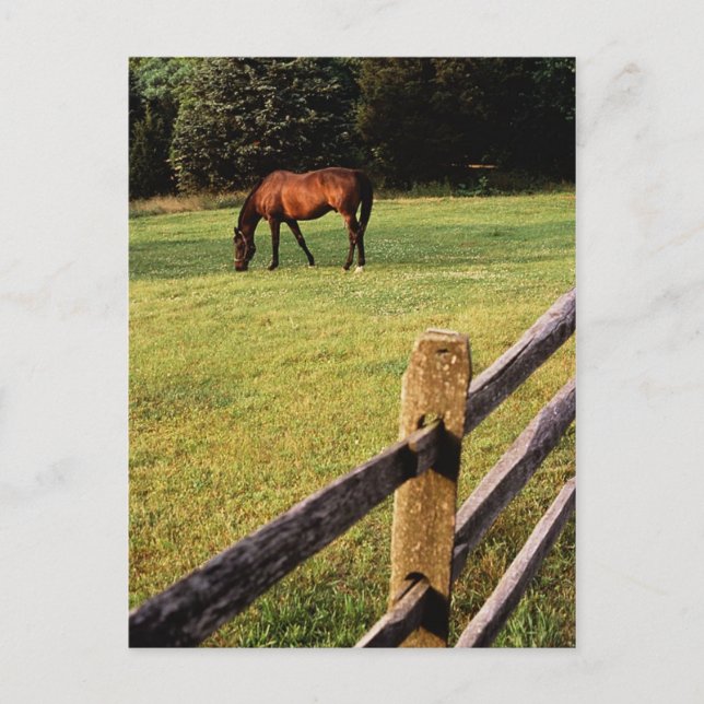 Weidebucht Postkarte (Vorderseite)