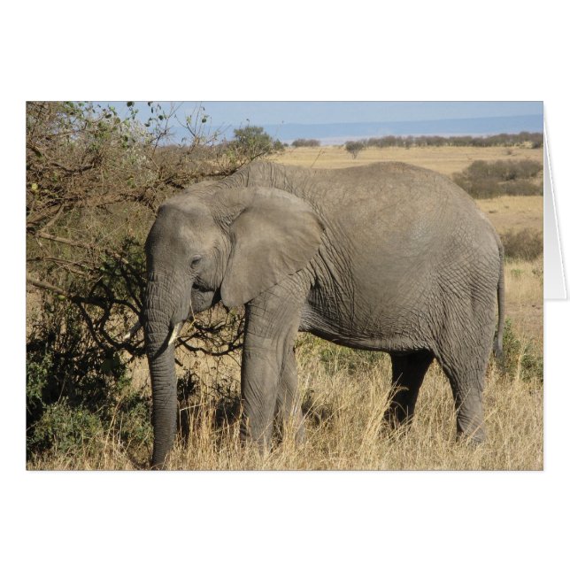 WeideElefant (Vorderseite (Horizontal))