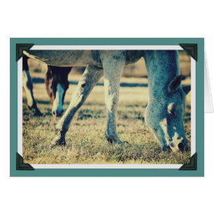 WeideEquines