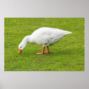 Weidegang Emden Goose Poster