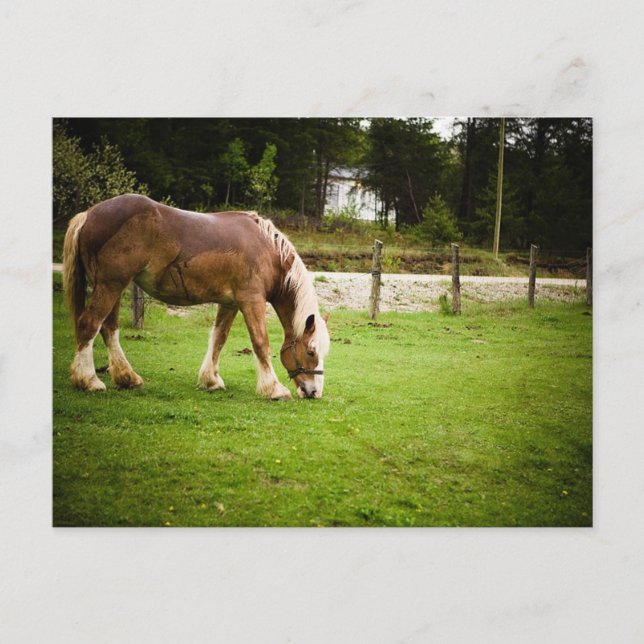 Weidegang nach dem Baden Postkarte (Vorderseite)