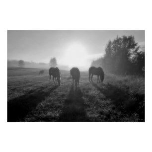 Weideherde bei Sonnenaufgang, Equine B&W Foto Poster