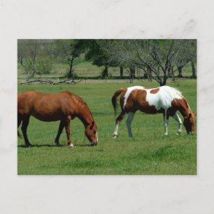 Weidekastanie und Pinto Postkarte