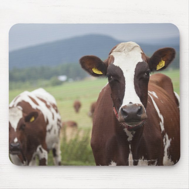 Weidekühe Mousepad (Vorne)