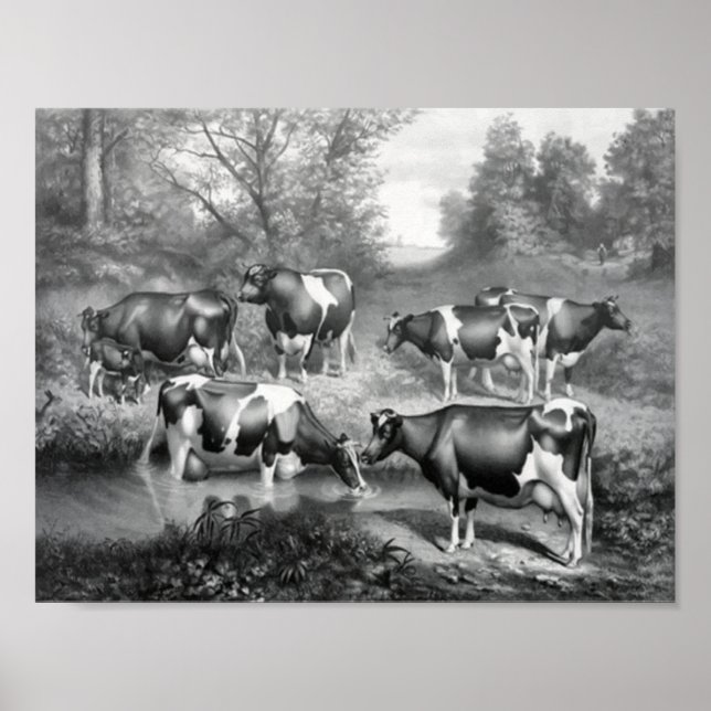 Weidekühe Poster (Vorne)