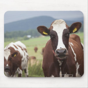 Weiden lassen der Kühe Mousepad