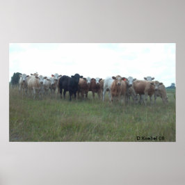 Weiden lassen der Ochsen Poster