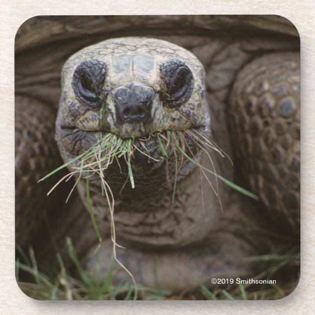 Weiden lassende Aldabra Schildkröte Getränkeuntersetzer (Vorderseite)