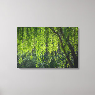 Weidenbaum Grüne Natur Leinwanddruck