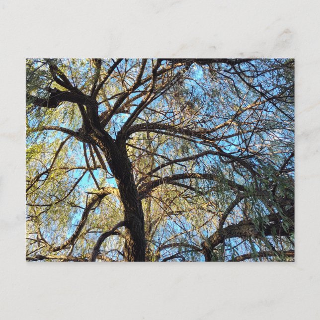 Weidenbaum Postkarte (Vorderseite)