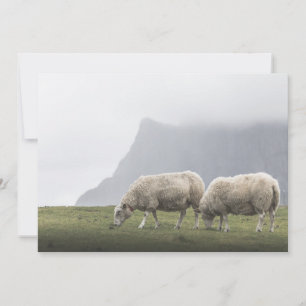 Weidende Schafe Naturfoto