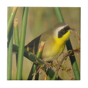 Weidengelbkehlchen Fliese