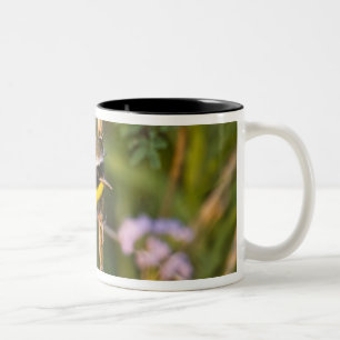 Weidengelbkehlchen Geothlypis trichas) Männchen, Zweifarbige Tasse