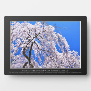 Weidenkirsche ("Nara Ichiban-Zakura") Fotoplatte
