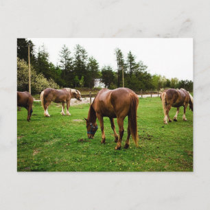 Weidenlandschaft Postkarte