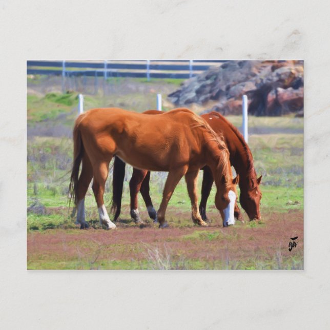 Weideparade Postkarte (Vorderseite)