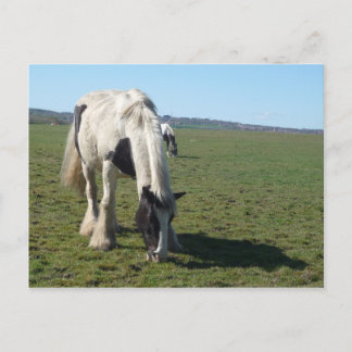 Weidepferd Postkarte