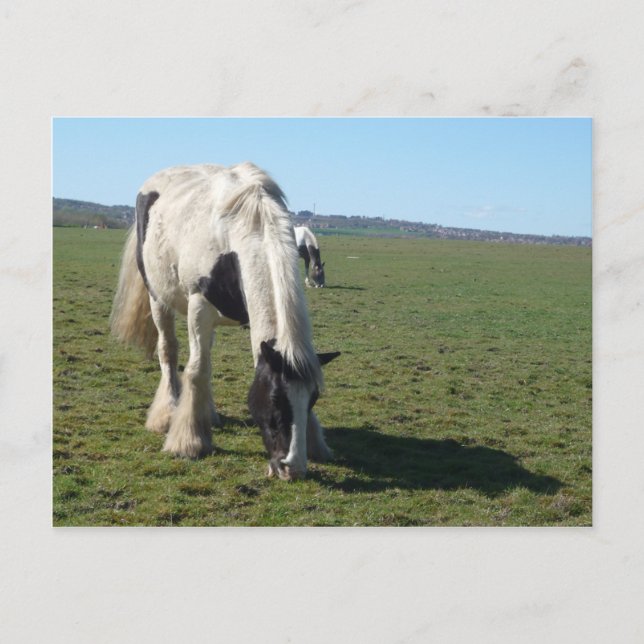 Weidepferd Postkarte (Vorderseite)