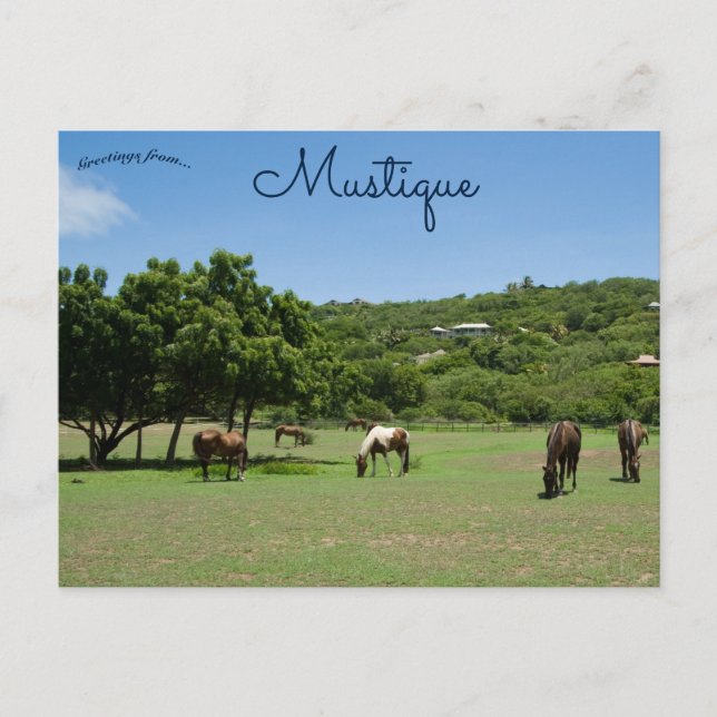 Weidepferde in Mustique Postkarte (Vorderseite)
