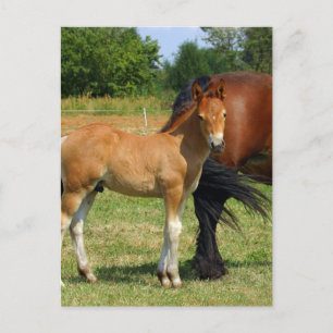 WeidePferfamilie Postkarte