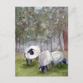 Weideschaf Postkarte