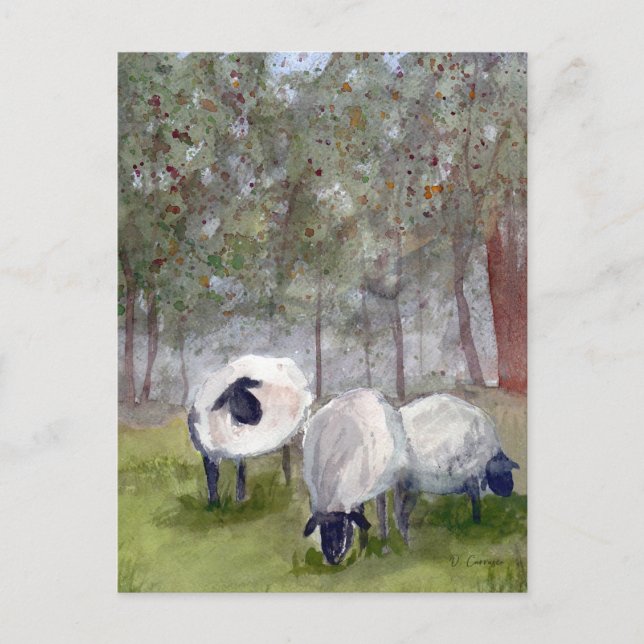 Weideschaf Postkarte (Vorderseite)